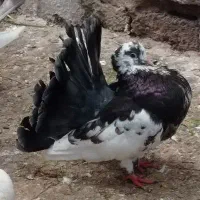 کبوتر دم چتری نر فقط|پرنده|لنگرود, |دیوار