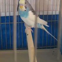 مرغ عشق رنگ خواص