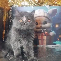 بریتیش لانگ هیر بلو