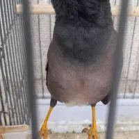 مرغ مینا شاهمرغ درجه یک