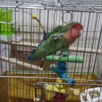 طوطی برزیلی جفت،خیلی خوش رنگ