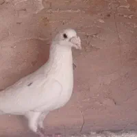 کفتر|پرنده|سبزوار, قصبه شرقی|دیوار