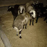 گوسفند پلنگی