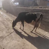 گاو با گوساله بزرگ ماده سیمتال|حیوانات مزرعه|الیگودرز, |دیوار