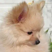 پامرانین اپارتمانی