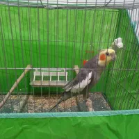 عروس هلندی ب همراه قفس