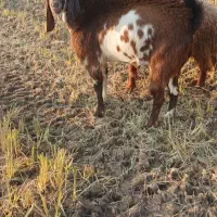 باسلام دو عدد بز نر درجه یک|حیوانات مزرعه|کارون, |دیوار