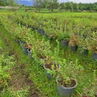 نهال بلوبری سایز بزرگ|گل و گیاه طبیعی|رشت, بوسار|دیوار