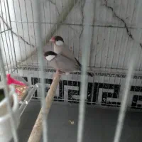 5جفت فنچ نرگسی شکلاتی وسیلور ..|پرنده|قم, شهرک فاطمیه|دیوار