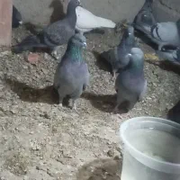 کبوتر پرشی|پرنده|جزنیک, |دیوار