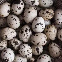 تخم بلدرچین نتفه دار و خوراکی|حیوانات مزرعه|تهران, مولوی|دیوار