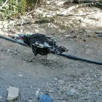 بوقلمون ماده