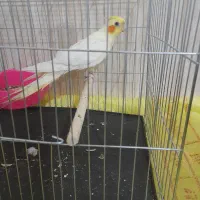 عروس هلندی ماده