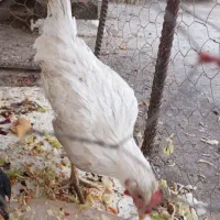 یک عدد خروس سفید رنگ گم شده