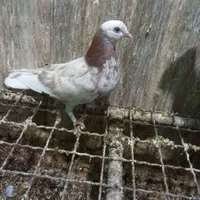 کبوتر تهرانی غریب گیری