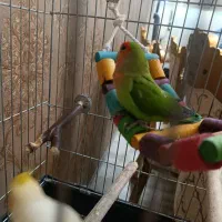 طوطی برزیلی|پرنده|خوی, |دیوار