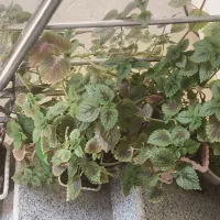 گل زیبا|گل و گیاه طبیعی|نورآباد, |دیوار