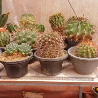 کاکتوس|گل و گیاه طبیعی|اصفهان, کوی امیریه|دیوار