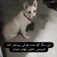 سگ پا کوتاه