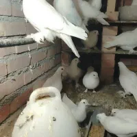 لوتی|پرنده|بستان آباد, |دیوار