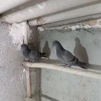 کفتر