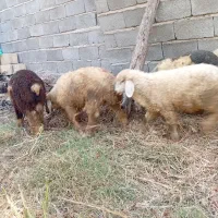 بره|حیوانات مزرعه|جیرفت, |دیوار