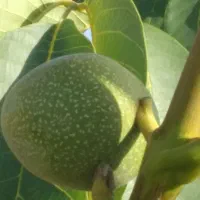 فروش-زمین-تجاری-کشاورزی-سپیدان-دالین