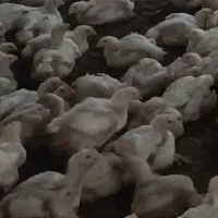 تلفات مرغداری
