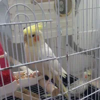 پرنده عروس هلندی