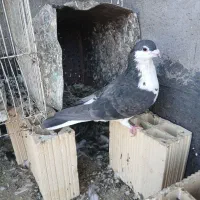 سار سرور قلدور|پرنده|مشهد, بهاران|دیوار