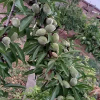 فروش باغ ویلایی|فروش خانه و ویلا|شبستر, |دیوار