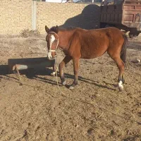 اسب مادیون|اسب و تجهیزات اسب‌سواری|فراغی, |دیوار