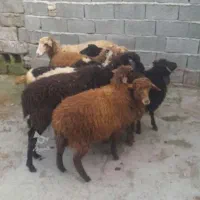 میش وبره|حیوانات مزرعه|سورک, |دیوار
