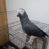 پرنده