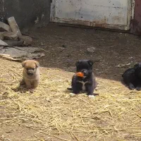 واگذاری پاکوتاه،سگ