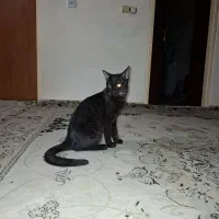 واگذاری گربه خانگی