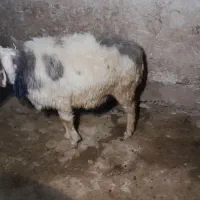 فروش قوچ بختیاری اصل تیشتر پازنی میش زاییده|حیوانات مزرعه|قلعه ممبی, |دیوار