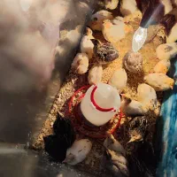 بلدرچین 20 روزه