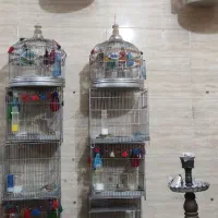 قفس پرنده قناری سقا طرقبه مرغ عشق فنچ