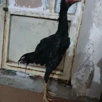 جوجه خروس لاری ۸ماهه