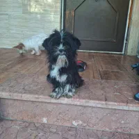 واگذاری رایگان سگ شیتزو ماده