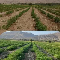 افزایش تناژ تضمینی باغات. مزارع