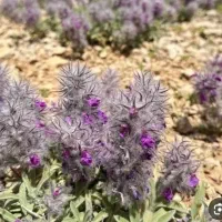 چای کوهی تازه