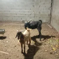 بز کهره دار|حیوانات مزرعه|سعدآباد, |دیوار