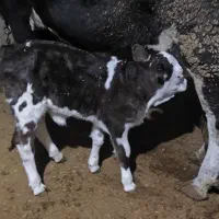 فروش گوساله شیر خوار|حیوانات مزرعه|لاجان, |دیوار