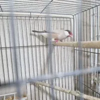 فنچ نرگسی|پرنده|بوشهر, |دیوار