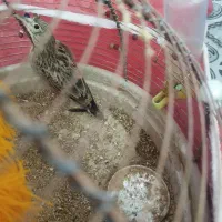 سهره خاکی|پرنده|بروجن, |دیوار