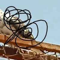 جفت نروماده تهرانی