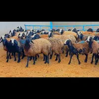 گوسفند اصیل شال و قزل،مجموعه دامداری محمدشالی