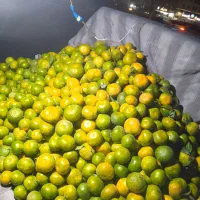 فروش نارنگی خرمالو از کشاورز به خریدار|خوردنی و آشامیدنی|بندر گز, |دیوار